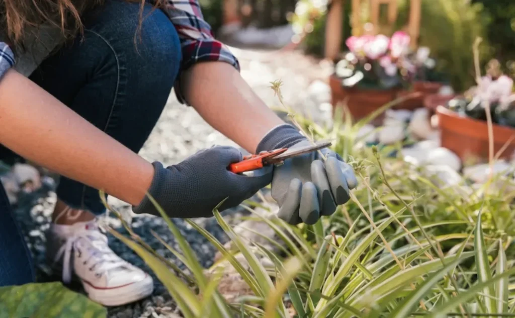 Landscaping Trends in Riyadh Saudi Arabia
